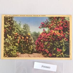 A California Orange Orchard Fenced by Roses 1940s Linen Postcard 1944 Alhambra